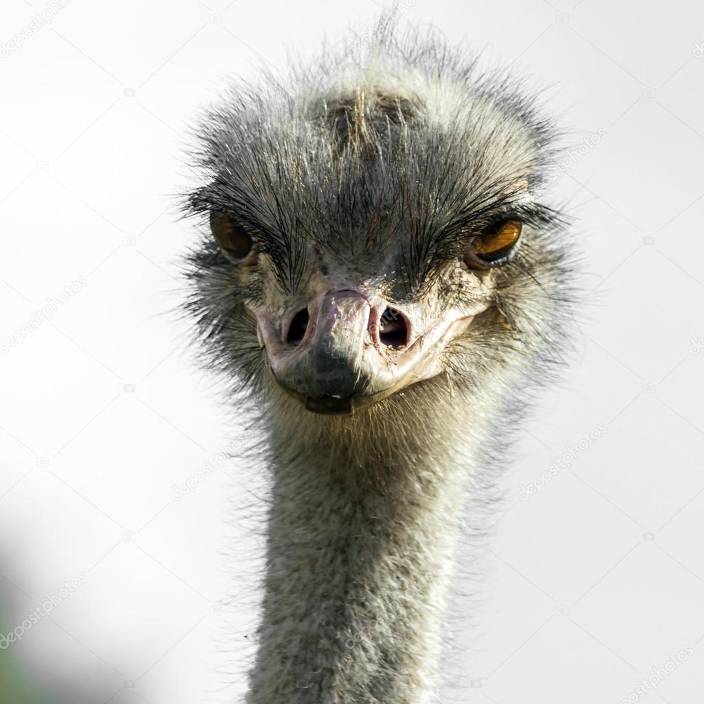 Head of ostrich in zoo