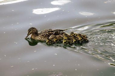 sevimli küçük olan anne ördek