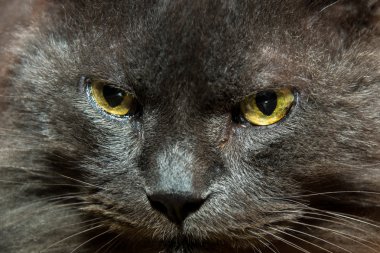 Gri kedi portresi