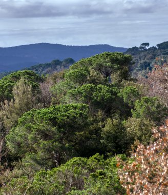 Yeşil orman kuş-fly görünümü Toskana