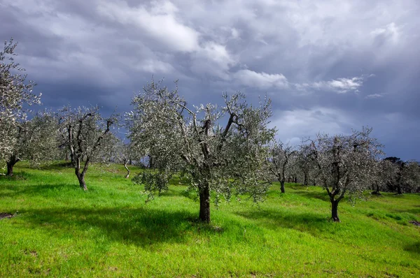 Stormy sky over green field — Stock Photo, Image