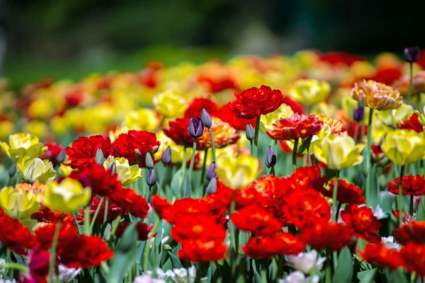 Blühendes Tulpenfeld in einem Park — Stockfoto