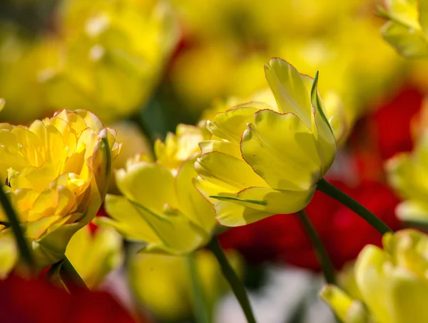 Område af blomster tulipaner i en park - Stock-foto