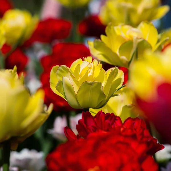 Gebied van bloesem tulpen in een park — Stockfoto