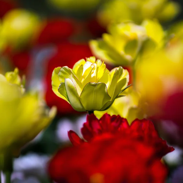 Gebied van bloesem tulpen in een park — Stockfoto