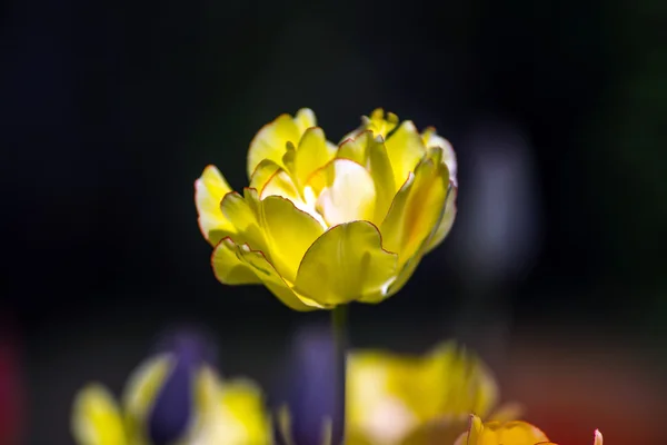 Blühendes Tulpenfeld in einem Park — Stockfoto