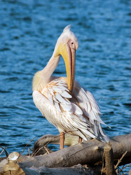 Vit pelikan på sjön — Stockfoto