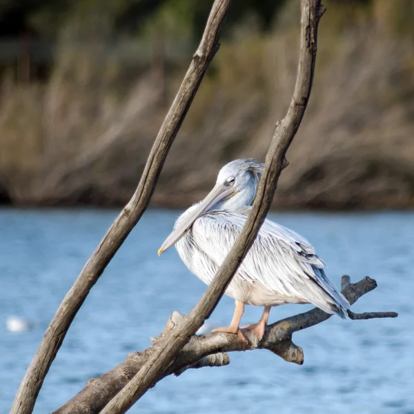 Witte pelikaan op het meer — Stockfoto