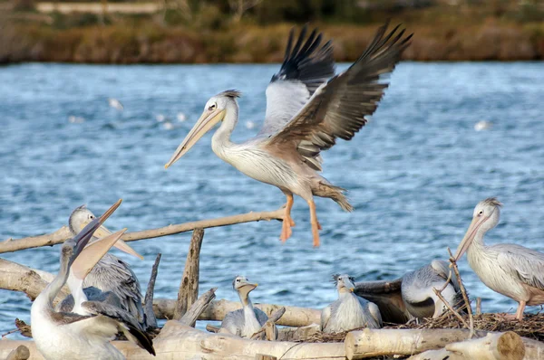 Pelikan auf dem See — Stockfoto