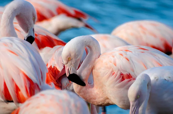 Rosafarbener Flamingo am See — Stockfoto