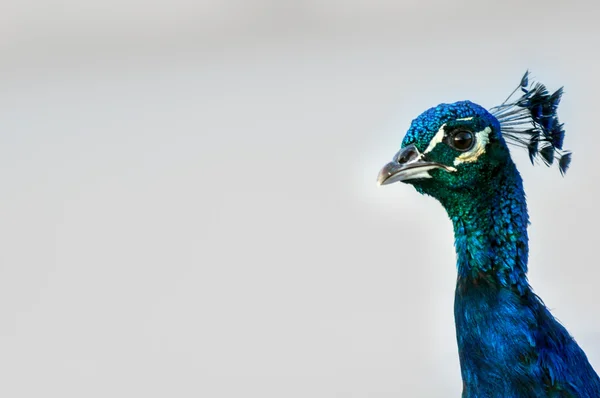 Prachtige kleurrijke peacock op witte achtergrond — Stockfoto