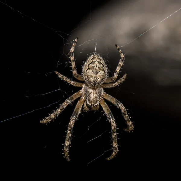 그것의 웹에 큰 거미 — 스톡 사진