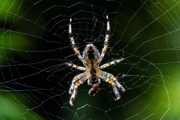 Grande aranha em sua teia — Fotografia de Stock