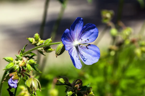 Single blue flower in a field — Stock Photo, Image