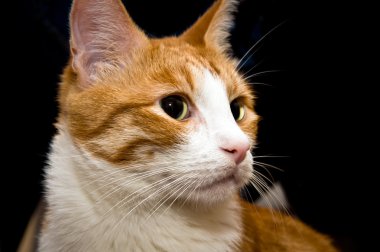 büyük yeşil gözlü genç kırmızı kedi