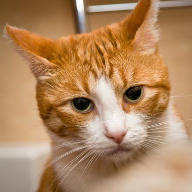 büyük yeşil gözlü genç kırmızı kedi