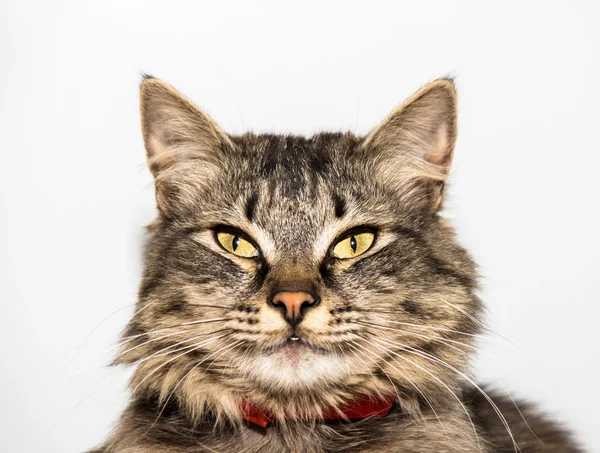 Mooie jonge kat met gele ogen — Stockfoto