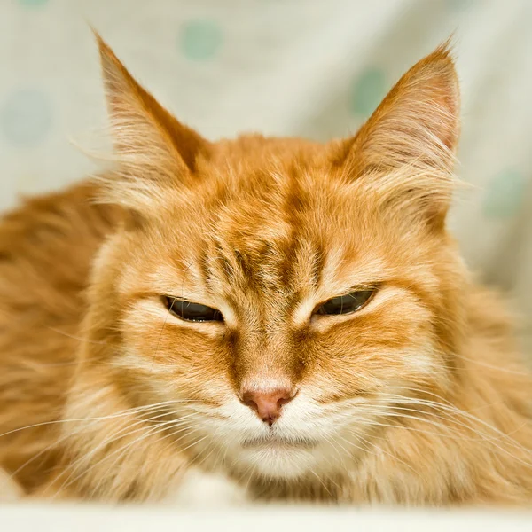 虎のように見える大きなフラップと赤い猫 — ストック写真