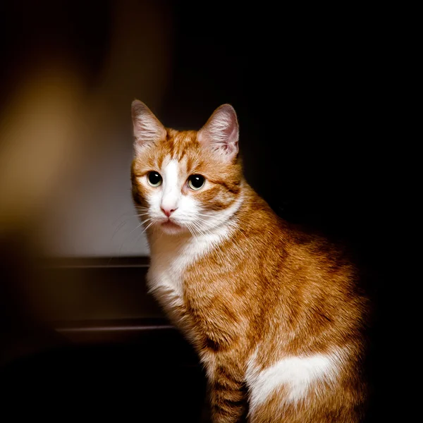 Jonge rode kat met grote groene ogen — Stockfoto