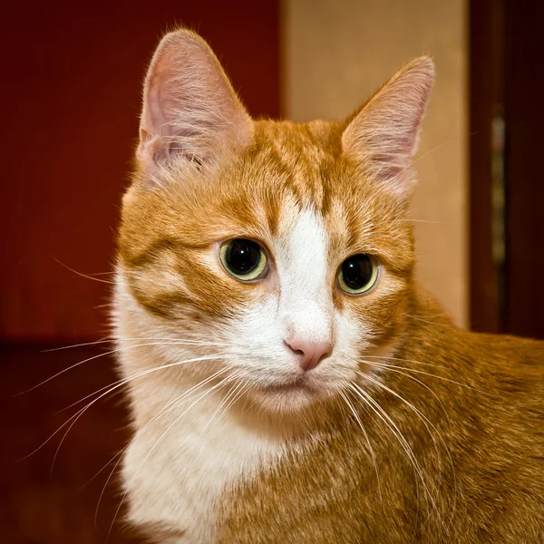 Ung röd katt med stora gröna ögon大きな緑色の目と若い赤い猫 — ストック写真