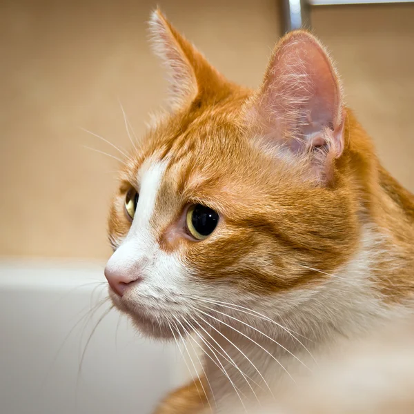 绿色的大眼睛的年轻红猫 — 图库照片
