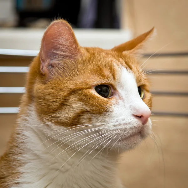 Jonge rode kat met grote groene ogen — Stockfoto