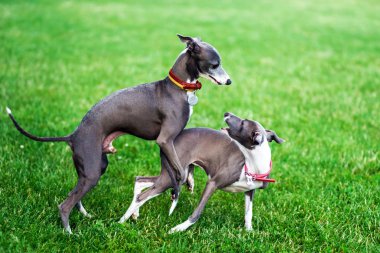 kırsal parkta oynayan İtalyan tazı