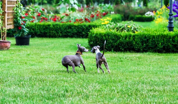 Italian Greyhound playing in countryside park — Stock Photo, Image