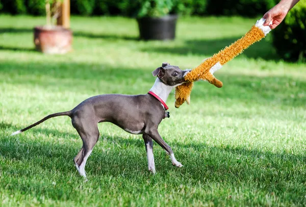 Italiano Greyhound jogando no parque rural — Fotografia de Stock