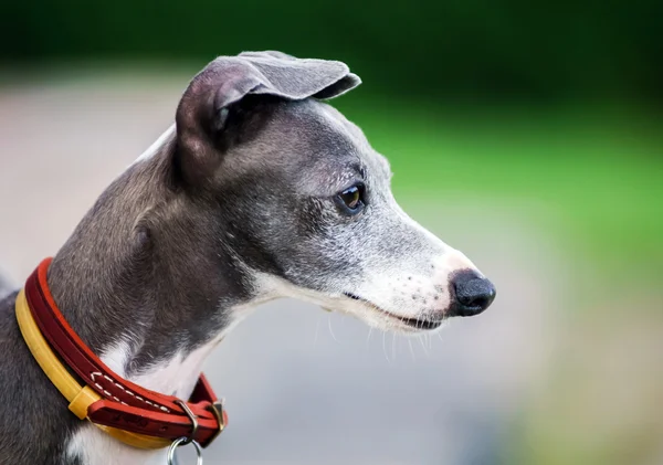 Italian Greyhound playing in countryside park — Stock Photo, Image