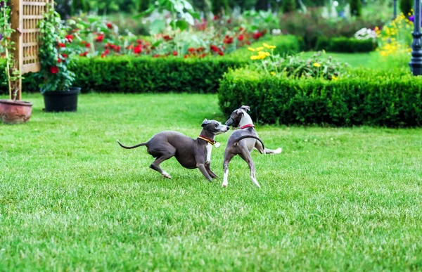 Italiano Greyhound jogando no parque rural — Fotografia de Stock