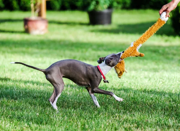 Italiano Greyhound jogando no parque rural — Fotografia de Stock