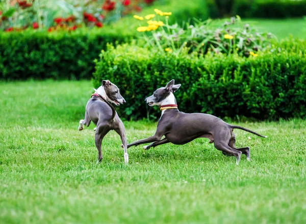 Chien gris italien jouant dans un parc rural — Photo