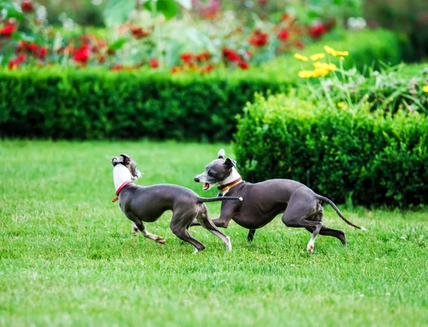 Greyhound italiano jugando en el parque rural —  Fotos de Stock