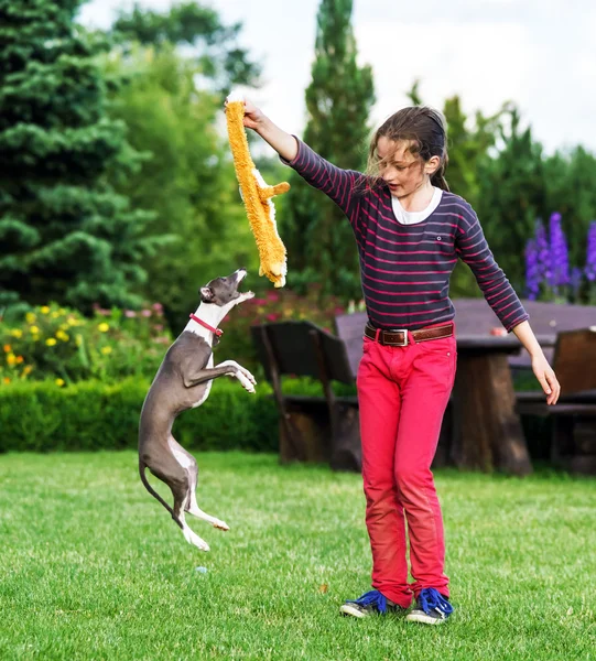 Italian Greyhound playing in countryside park — Stock Photo, Image