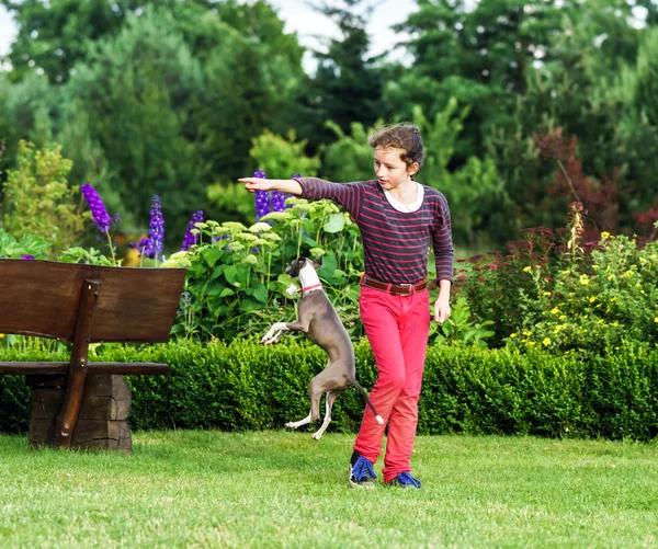 意大利灵缇犬，在郊野公园玩 — 图库照片