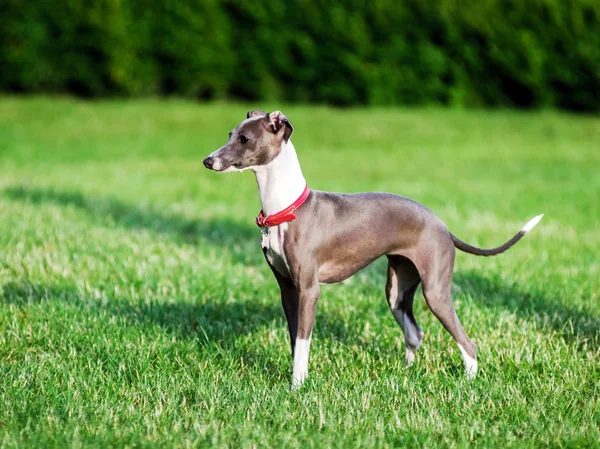 Italiano Greyhound jogando no parque rural — Fotografia de Stock