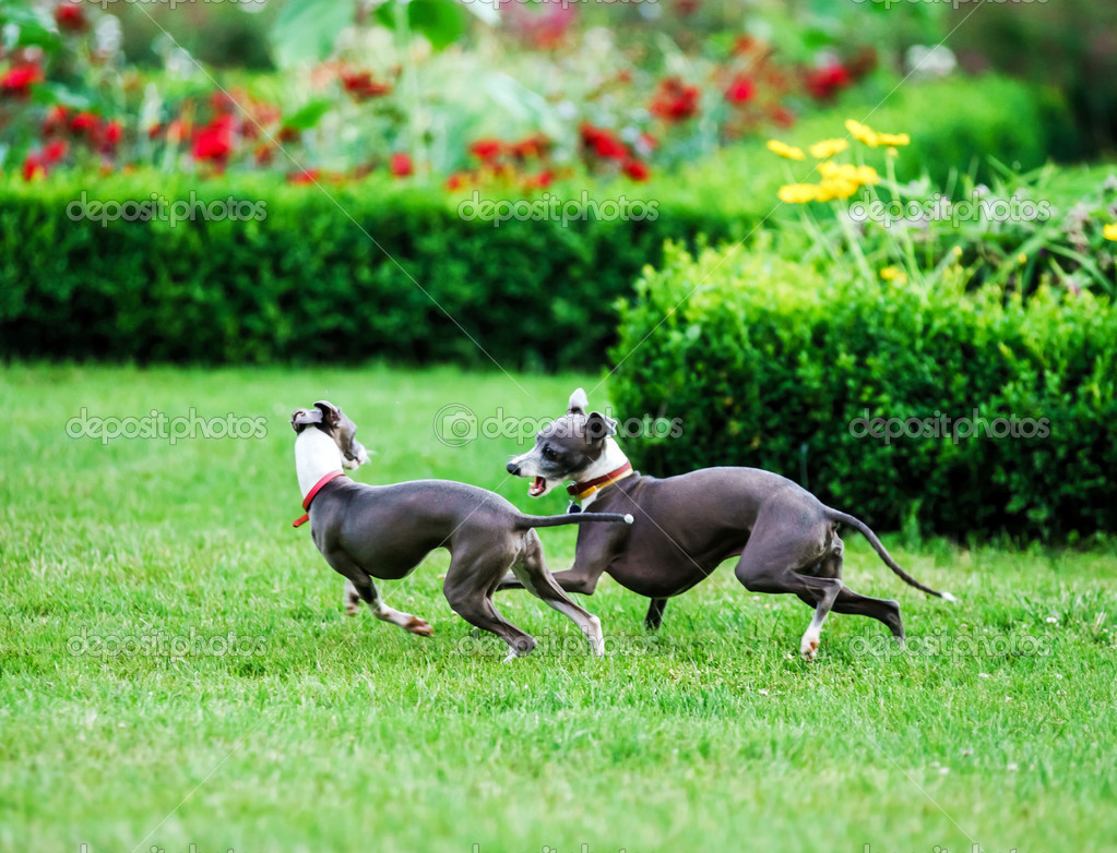 Italian Greyhound playing in countryside park — Stock Photo