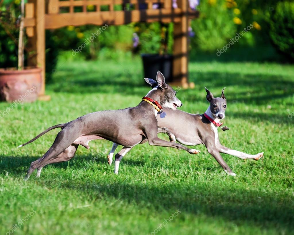 Do Italian Greyhounds Run Away