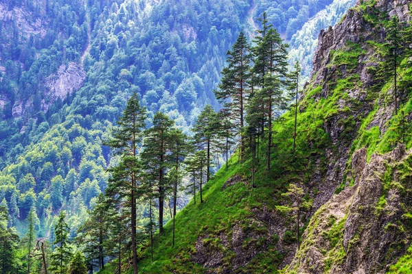 Hátsó pinetrees magas hegyekben — Stock Fotó