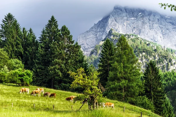 Groene weidegronden in de hoge Alpen — Stockfoto