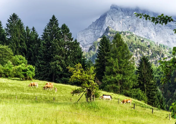 Pastizales verdes en los Alpes — Foto de Stock