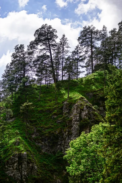 높은 산에서 후면 소나무 — 스톡 사진