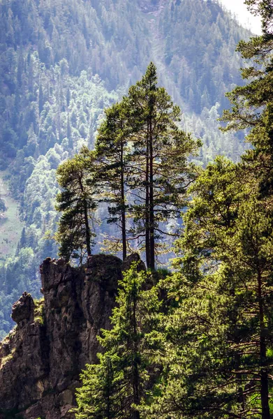 Pinetrees traseiros em altas montanhas — Fotografia de Stock