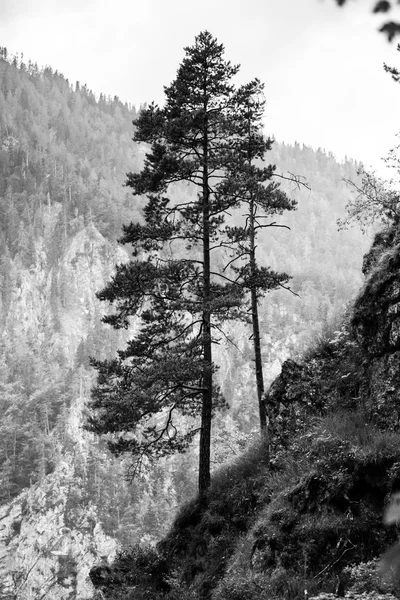 Hintere Kiefern im Hochgebirge — Stockfoto