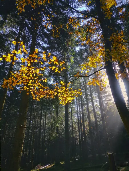 在雾蒙蒙的秋天的森林里日出 — 图库照片