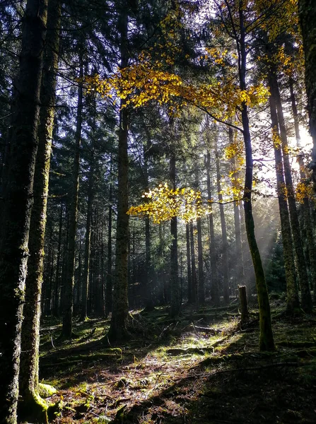 Lever Soleil Dans Forêt Automnale Brumeuse — Photo
