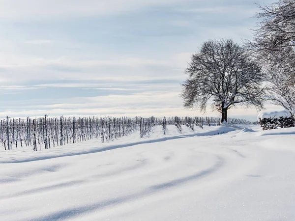 Alsace Vineyards Heavy Snow Sunny Winter Day Details Top View — Stock Photo, Image