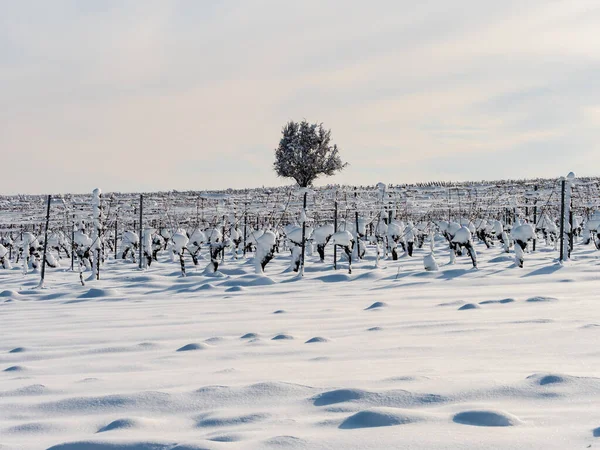 晴れた冬の日には大雪の下でブドウ畑もあります 詳細とトップビュー フランス — ストック写真
