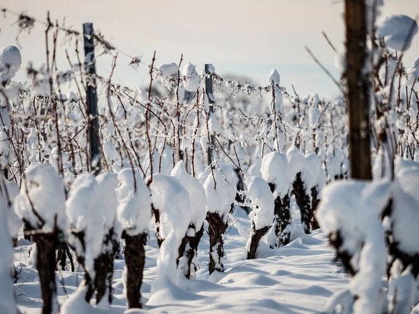 晴れた冬の日には大雪の下でブドウ畑もあります 詳細とトップビュー フランス — ストック写真